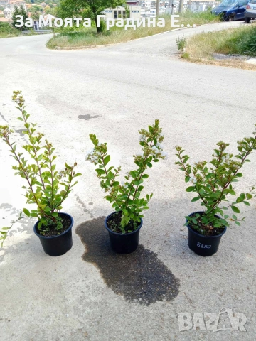 Индийски люляк - Лагерстремия , снимка 10 - Градински цветя и растения - 54032242