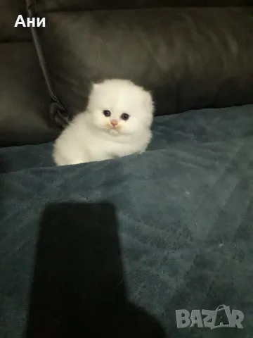 КОТЕНЦЕ МЕЧТА НА МАЛКИ И ГОЛЕМИ, снимка 7 - Чинчили - 56536110