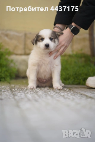 мъжки кученца, снимка 9 - Други - 53874784