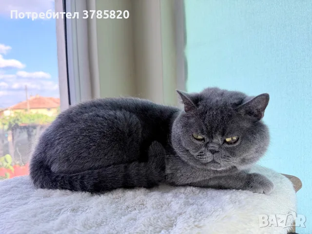 Британско късокосместо коте момче, снимка 11 - Британска късокосместа - 55842510