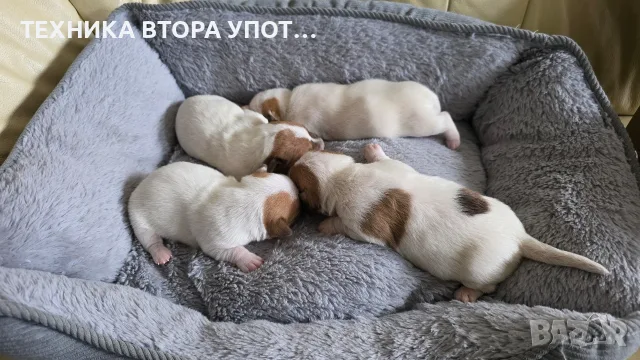 джак ръсел териер