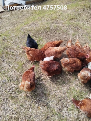 Имам свободни ,ломън браун .