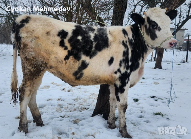 Юница за продан