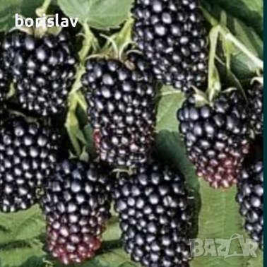 Американска къпина без бодли