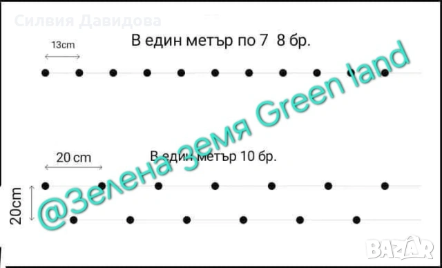 Лигуструм Овалифолиум за жив плет на гол корен, снимка 9 - Градински цветя и растения - 53931658