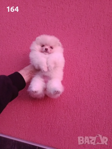 Женски Померан. Реални снимки от 09.12.25 г. , снимка 2 - Померан - 52713210