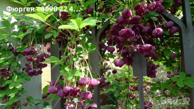 Акебия, Шоколадова лоза / Akebia quinata, снимка 5 - Разсади - 36795220