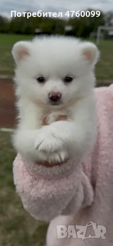 Куче Мини Померан Мъжко