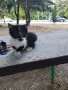 Подарявам котенца, снимка 6
