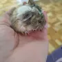 Сладки морски свинчета, снимка 2