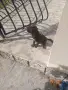 Кученца порода Лагото, снимка 1