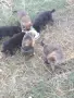 Малки овчарки от работещи родители , снимка 4