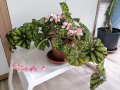 Бегония( Begonia bowerae"Persian brocade") , снимка 3