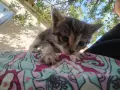 5 сладки бебенца котенца, снимка 4