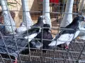 Продавам Гълъби, различни видове, снимка 6