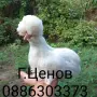 Чифтове струмски бантам, снимка 2