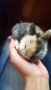 Продавам мини зайче, снимка 1 - Декоративни зайчета - 31702764