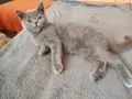 много дрожулюбно британче , снимка 4