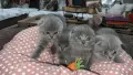 Шотландски Фолд - Шотландска клепоуха, снимка 5