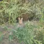 Котета на два месеца и майката на една годинка, снимка 5