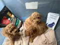 Чистокъвни пуделчета 100% истински, снимка 2
