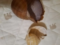 Раковини морски охлюв за декорация , снимка 2