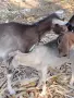 продавам коза с женско яре, снимка 1