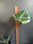 Monstera Thai Constellation /Монстера Тай Констеллейшъ, снимка 6