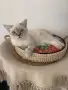 Шотлански котета, снимка 3