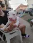 продавам малки питбулчета, снимка 7