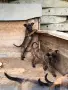 🐕 ПРОДАВАТ СЕ КУЧЕНЦА МАЛИНОА 🐕, снимка 4