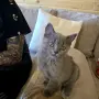 Шотландска клепоуха , снимка 4