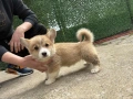 Кралска порода Уелско Корги Пембрук, снимка 4