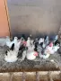Декоративни кокошки ШАБО, снимка 8