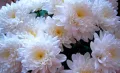 хризантеми, снимка 1