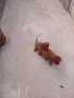 Tyi Mini Pydel Sladyri, снимка 3
