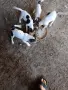 куче 🐕 Джак Ръсел , снимка 10