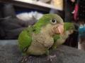 Средни папагалчета монаси, снимка 5