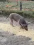 Свободни прасенца, снимка 8