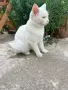 Търси се дом за бяло коте  на 4-5 месеца! , снимка 2