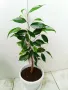 Аглаонема, Бенджамин и други стайни растения , снимка 10