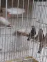 Продавам Зеброви Амадини, снимка 3