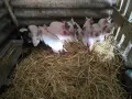 Малки прасенца на 52 дена, снимка 5