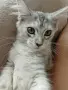 Женско коте Мейн куун, снимка 5