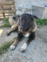 Женска кавказка овчарка , снимка 7