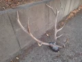 Рога от елен, снимка 8