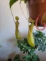 Насекомоядно Растение - Nepenthes , снимка 8