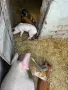🐷 Продаваме 5 броя малки прасенца, снимка 3