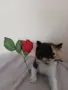 малки котенца почти на 40дни, снимка 2
