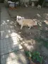 Продавам мъжко мини чихуахуа, снимка 3